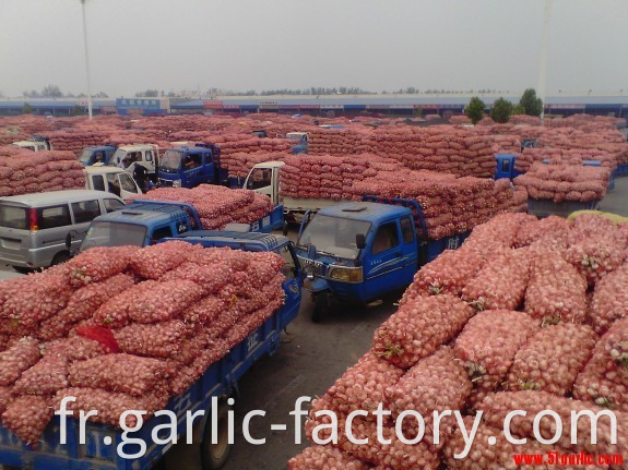  Jinxiang Victorious Fruit And Vegetable Trade Co.,Ltd Brief Introduction on Company Jinxiang Victorious Fruit and Vegetable Trade CO.,LTD., founded in 2010, is a world-wide fruits and vegetables supplier in China. After 7 years' growth,we have set up a perfect management system of production and exporting and become a leading company in manufacture and export of garlic, onion, fruits, vegetables and dehydrated garlic and so on. Our company is located at Jinxiang county which is well-known worldwide as the hometown of garlic; it is also very convenient to go to Qingdao port and Lianyungang port from the county. Our company is a comprehensive import and export agriculture processing enterprise. Different from other trading companies, we directly produce goods for exportation, so we are familiar with details of production and exportation, and we can make some adjustments quickly according to our customers' requests. Our company covers an area of 20,000 square meters and has six large-size thermostatic cold storage ware-houses with a capacity of 5000t for freezing and keeping products. We have built one-thermostatic processing warehouse to meet the quality requirement of raw materials for production and processing. Our company values the quality of products most, which is reflected in the way we do business. This is how we have developed good relations with lots of customers abroad and why our products are popular in Japan,Germany,Holland,Canada, Mauritius, Egypt, Algerians, Korea,UK,Africa and others 150 countries. Always acting legally and honestly, our company has been recognized by our customers both at home and abroad. We have a complementary fruits and vegetables portfolio that enables us to provide more choices for our customers, and drives lower costs, productivity enhancements and new capabilities. Fuelled by the desire for sustainable development and innovation, we are confident that our company will become stronger and stronger, and our products will become more and more popular across the world. We welcome friends all over the world to come to visit and cooperate with us!